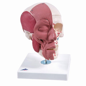 Skull Model with Face Musculature