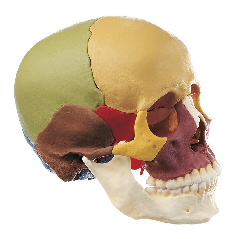 SOMSO Artifical Skull, Lower Jaw Movable – GTSimulators.com