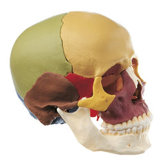 SOMSO 14-Piece Model of the Human Skull