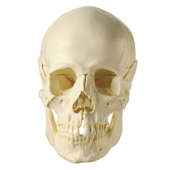 SOMSO 14-Piece Model of the Skull