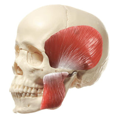 SOMSO 14-Pieces Model of the Skull with muscles of mastication