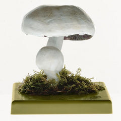 Somso Agaricus Arvensis Model