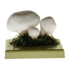 SOMSO Agaricus Campester Model