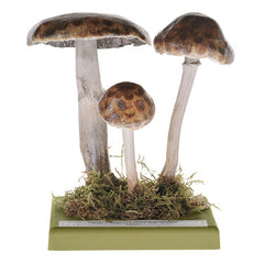 SOMSO Agaricus Silvaticus Model