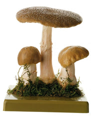 SOMSO Amanita Rubescens Model