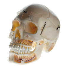 SOMSO Skull Model with muscles of mastication, colored, 14-Pieces 