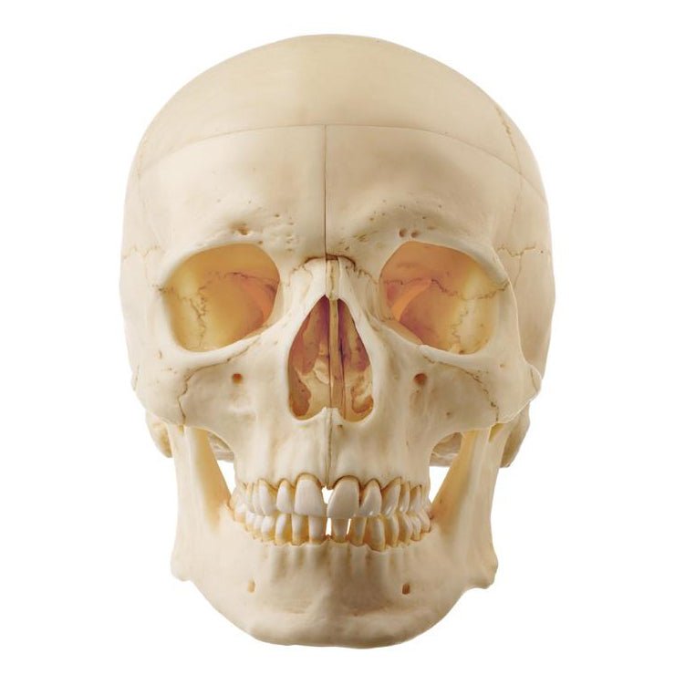 SOMSO 14-Piece Model of the Skull – GTSimulators.com