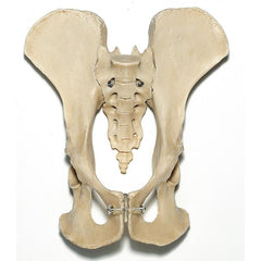 SOMSO Artificial Pelvis of a Chimpanzee