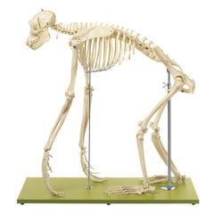 SOMSO Artificial Skeleton of a Chimpanzee