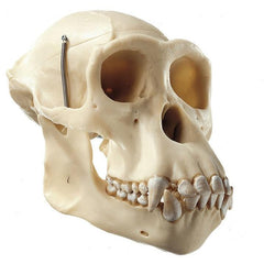 SOMSO Artificial Skull of a Chimpanzee in 3 Parts