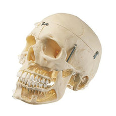 SOMSO 14-Piece Model of the Skull – GTSimulators.com