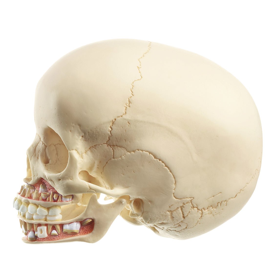 SOMSO 頭蓋骨模型模型・プラモデル