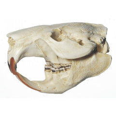 SOMSO Beaver Skull Model