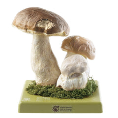 SOMSO Boletus Edulis Model