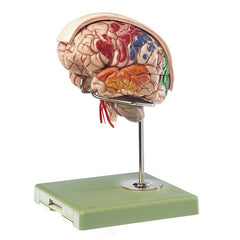 SOMSO Brain Model with Dura Mater and Falx Cerebri, 10 Parts