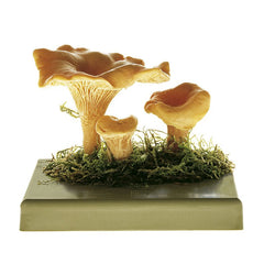 SOMSO Cantharellus Model