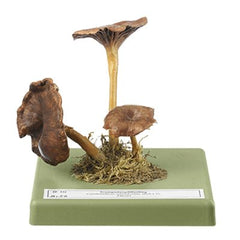 SOMSO Cantharellus Tubaeformis Model