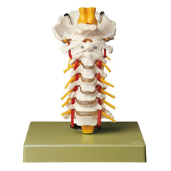 SOMSO Cervical Vertebral Column - Removable on a Stand