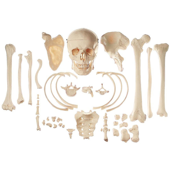 SOMSO Collection of Typical Human Bones – GTSimulators.com