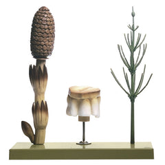 SOMSO Common Horsetail Model