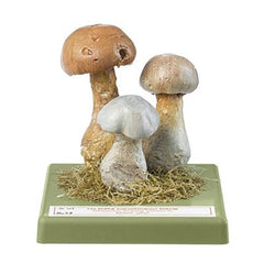 SOMSO Cortinarius Model