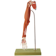 SOMSO Demonstration Model of the Arm Muscles