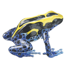 SOMSO Dendrobates Tinctorius, female, blue-yellow-black