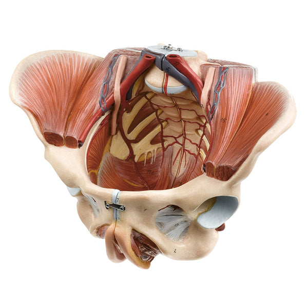 SOMSO Female Pelvis Model MS8-2 – GTSimulators.com