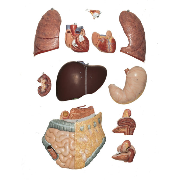 SOMSO Female Torso with Head - Removable Thoracic and Abdominal Wall ...