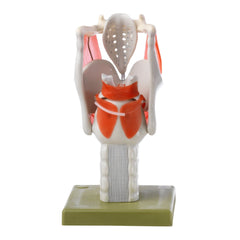 SOMSO Functional Larynx Model, 3x Life-size