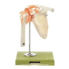 SOMSO Functional Shoulder Joint Model