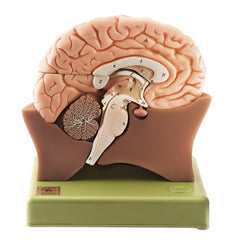 SOMSO Half of the Brain Model