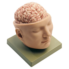 SOMSO Head Base Model, 9 parts