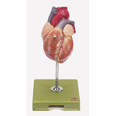 SOMSO Heart - bicuspid, tricuspid semilunar and sigmoid valve