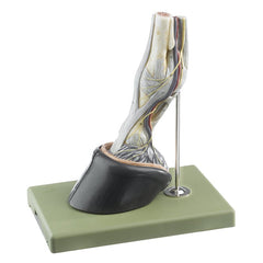 SOMSO Horse's Hoof Model with Ligaments, Vessels and Nerves