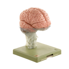 SOMSO Human Brain Model, 15 Parts