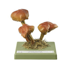 SOMSO Hypholoma Sublateritium Model