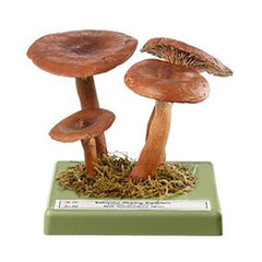 SOMSO Lactarius Rufus Model