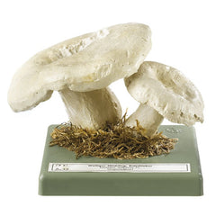 SOMSO Lactarius Vellereus Model