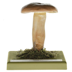 SOMSO Lactarius Volemus Model