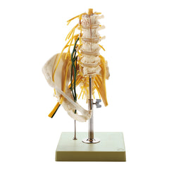 SOMSO Lumbar Spinal Column Model with Innervation