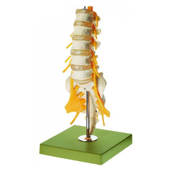 SOMSO Lumbar Vertebral Column