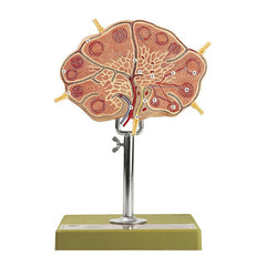 SOMSO Lymph Node