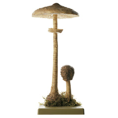 Somso Macrolepiota Procera Model