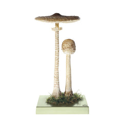 Somso Macrolepiota Procera Model - Top Edible