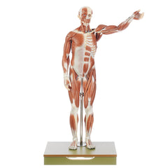 SOMSO Male Muscle Figure, about 1/2 natural size, 27 Parts