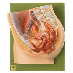 SOMSO Median Section of the Female Pelvis