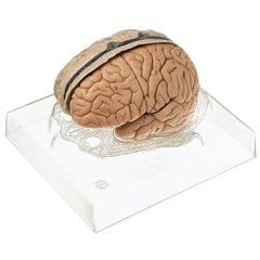 SOMSO Model of Brain - 6 pieces