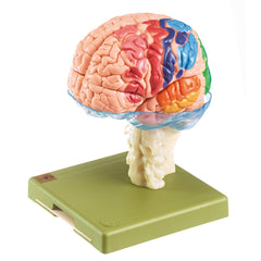 SOMSO Model of Brain With Cytoarchitectural Areas, 15-Part