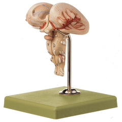 SOMSO Model of Medulla